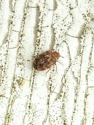 Attēlu rezultāti vaicājumam “Anthrenus sp.”