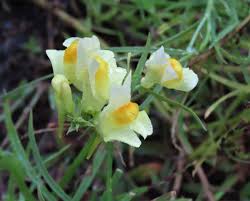 Image result for Linaria vulgaris