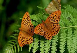 Attēlu rezultāti vaicājumam “Argynnis paphia pupa”