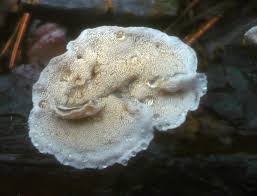 Attēlu rezultāti vaicājumam “Skeletocutis carneogrisea”