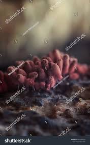 Attēlu rezultāti vaicājumam “Arcyria imperialis macro”