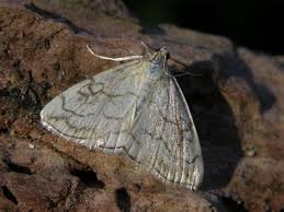 Attēlu rezultāti vaicājumam “Evergestis pallidata”