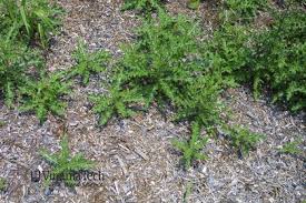 Attēlu rezultāti vaicājumam “Cirsium arvense leaf”