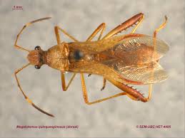 Attēlu rezultāti vaicājumam “Alydus calcaratus imago”