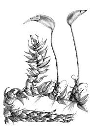 Attēlu rezultāti vaicājumam “Brachythecium”