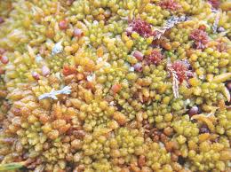 Attēlu rezultāti vaicājumam “Sphagnum”