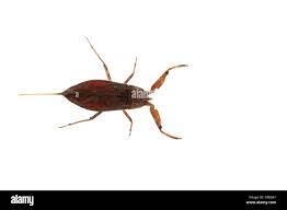 Attēlu rezultāti vaicājumam “Nepa cinerea”