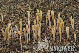 Attēlu rezultāti vaicājumam “Clavariadelphus ligula”