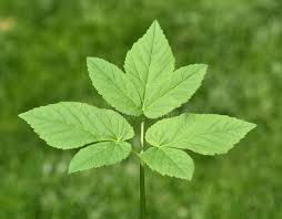 Attēlu rezultāti vaicājumam “Aegopodium podagraria leaf”