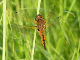Attēlu rezultāti vaicājumam “Libellula fulva male”