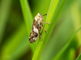 Attēlu rezultāti vaicājumam “Philaenus spumarius nymph”