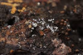 Attēlu rezultāti vaicājumam “Henningsomyces candidus”