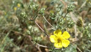 Image result for Potentilla argentea