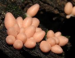 Attēlu rezultāti vaicājumam “Lycogala roseosporum macro”