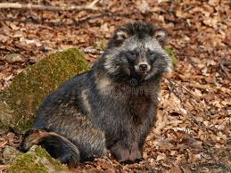 Attēlu rezultāti vaicājumam “Nyctereutes procyonoides”