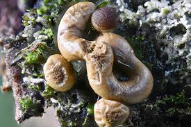 Attēlu rezultāti vaicājumam “Gulielmina vermicularis macro”