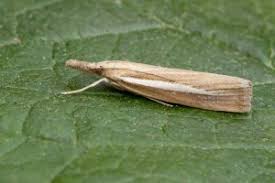 Attēlu rezultāti vaicājumam “Agriphila selasella”