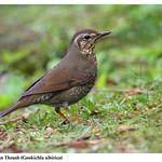 Image result for Zoothera sibirica