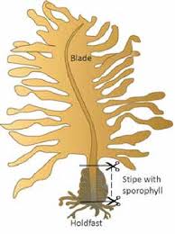 Attēlu rezultāti vaicājumam “Rhytidiadelphus subpinnatus sporophyte”
