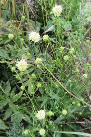 Attēlu rezultāti vaicājumam “Succisa pratensis leaf”