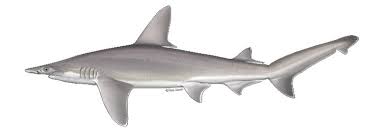 Image result for Nasolamia velox