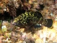 Image result for Epinephelus marginatus