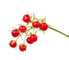 Attēlu rezultāti vaicājumam “Rubus saxatilis fruit”