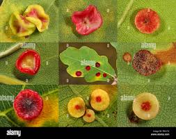 Attēlu rezultāti vaicājumam “Neuroterus albipes”