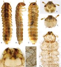 Attēlu rezultāti vaicājumam “Leiodidae larva”