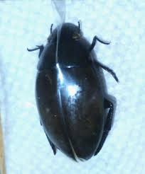 Attēlu rezultāti vaicājumam “Hydrophilidae”