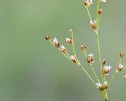 Attēlu rezultāti vaicājumam “Juncus alpinoarticulatus fruit”