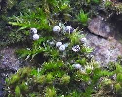 Attēlu rezultāti vaicājumam “Badhamia lilacina var. megaspora sessile”