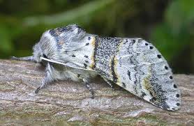 Attēlu rezultāti vaicājumam “Furcula bifida”