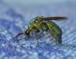 Attēlu rezultāti vaicājumam “Chrysididae”