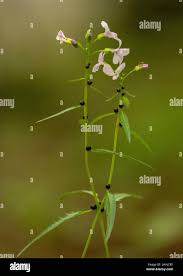 Attēlu rezultāti vaicājumam “Cardamine bulbifera leaf”
