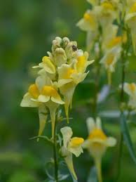 Image result for Linaria vulgaris