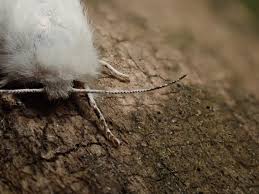 Attēlu rezultāti vaicājumam “Canephora hirsuta larva”