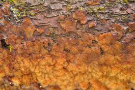 Attēlu rezultāti vaicājumam “Exidia cartilaginea”