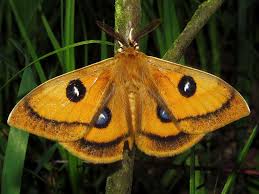 Attēlu rezultāti vaicājumam “Aglia tau”