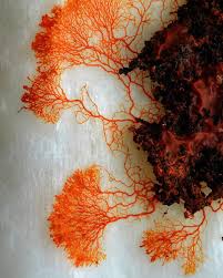 Attēlu rezultāti vaicājumam “Metatrichia sp.”