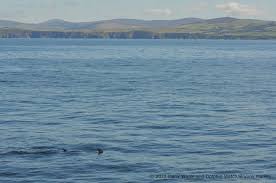 Image result for Iom Aquaholics