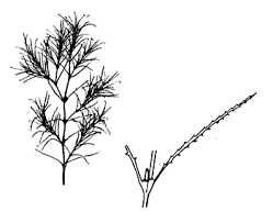 Attēlu rezultāti vaicājumam “Najas minor”