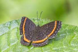 Attēlu rezultāti vaicājumam “Riodinidae”