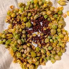 Attēlu rezultāti vaicājumam “Honckenya peploides fruit”