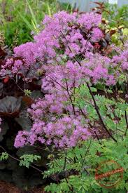 Attēlu rezultāti vaicājumam “Thalictrum aquilegifolium bud”