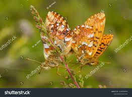 Attēlu rezultāti vaicājumam “Boloria aquilonaris underside”