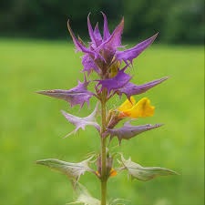 Attēlu rezultāti vaicājumam “Melampyrum nemorosum flower”