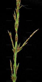 Attēlu rezultāti vaicājumam “Poa remota”