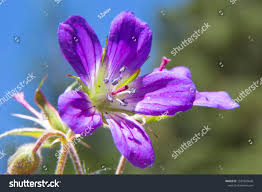Attēlu rezultāti vaicājumam “Geranium sylvaticum flower”