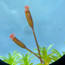 Attēlu rezultāti vaicājumam “Barbula convoluta sporophyte”